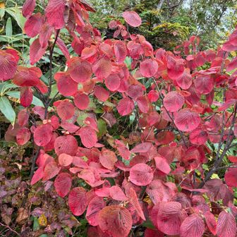 鮮やかな紅葉。🍁