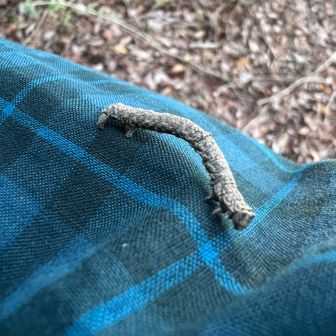 シャクトリムシ！