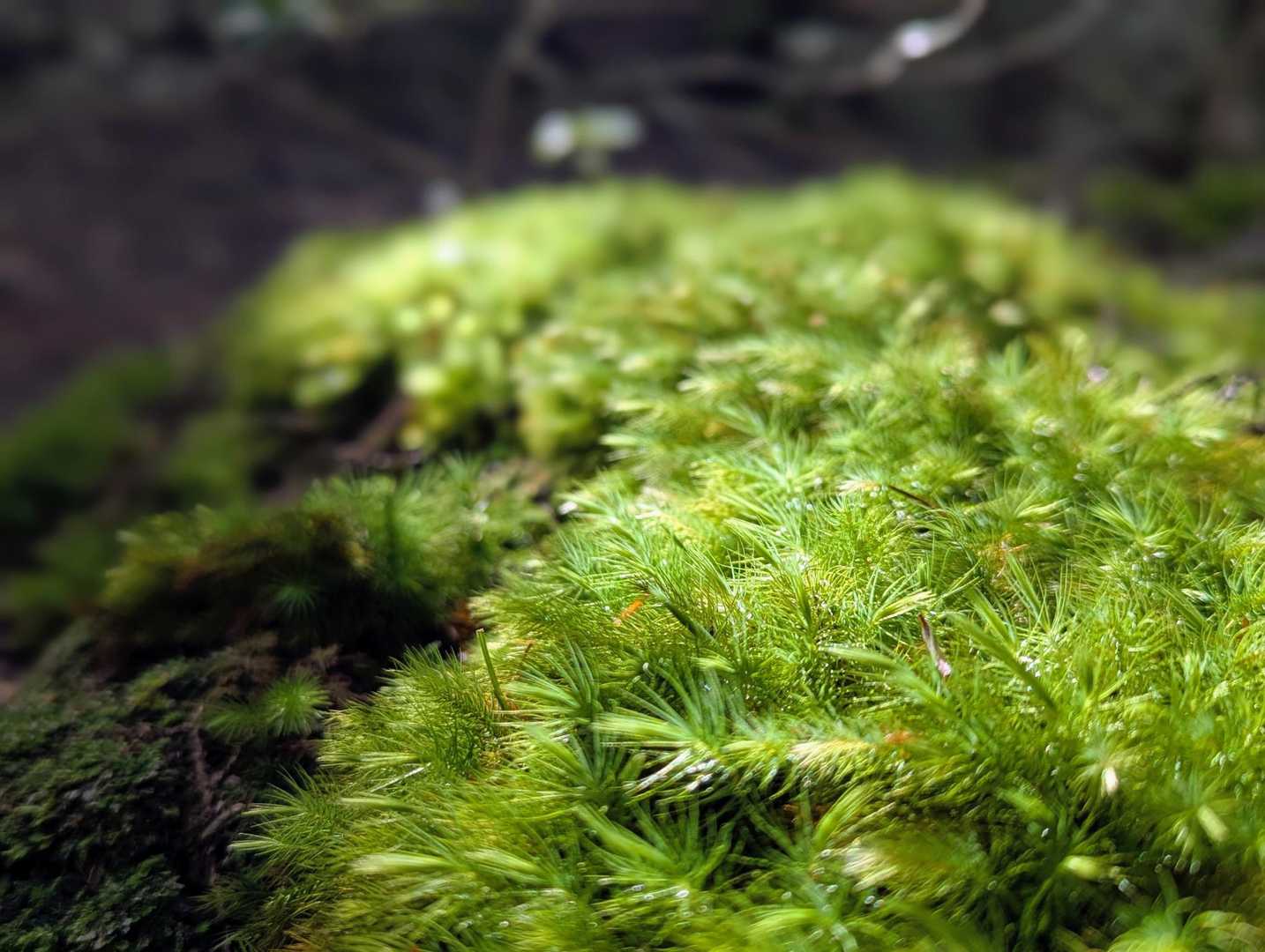 木漏れ日に光る苔が麗しい✨