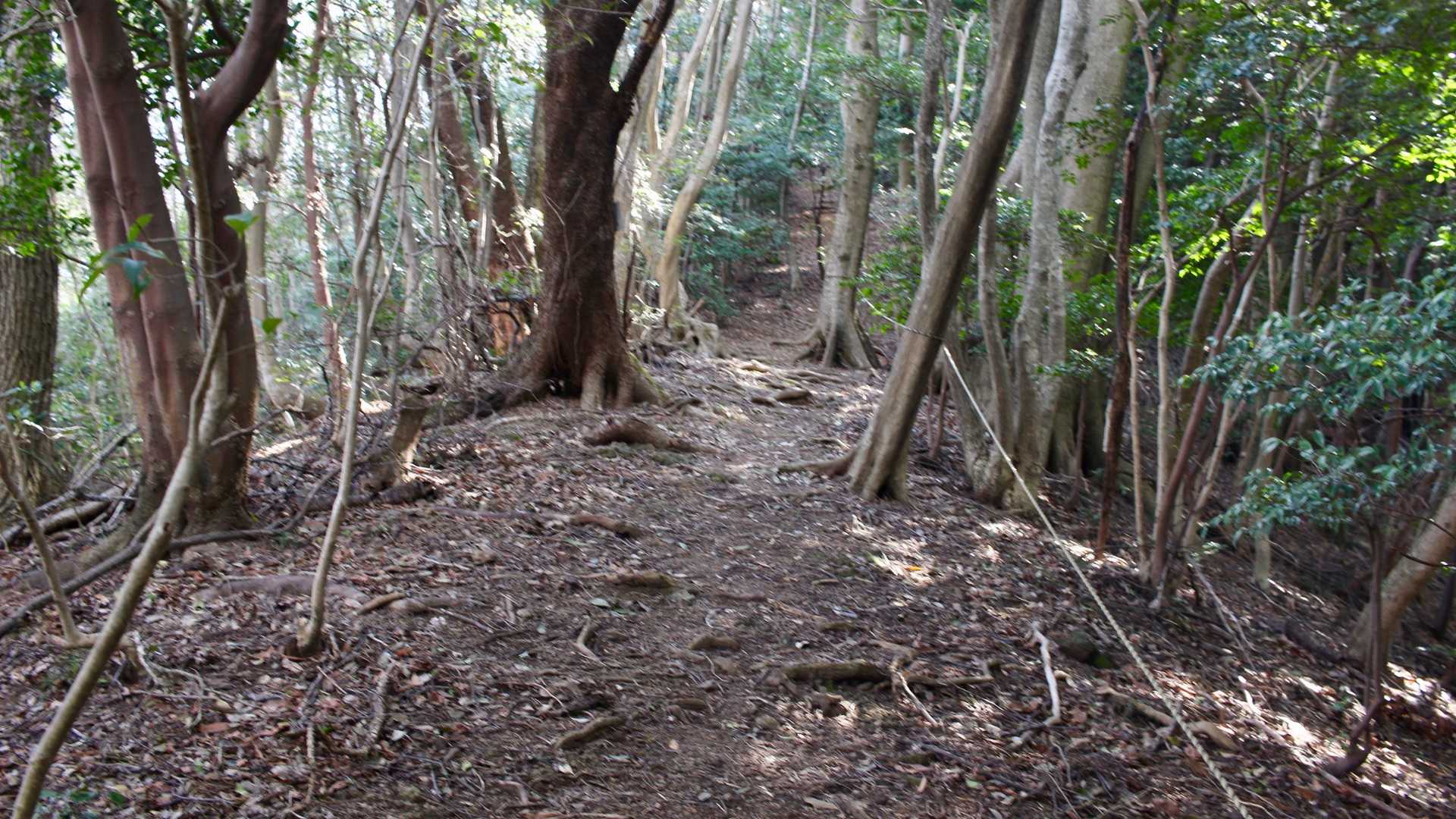 頑張って最初のピークへ。