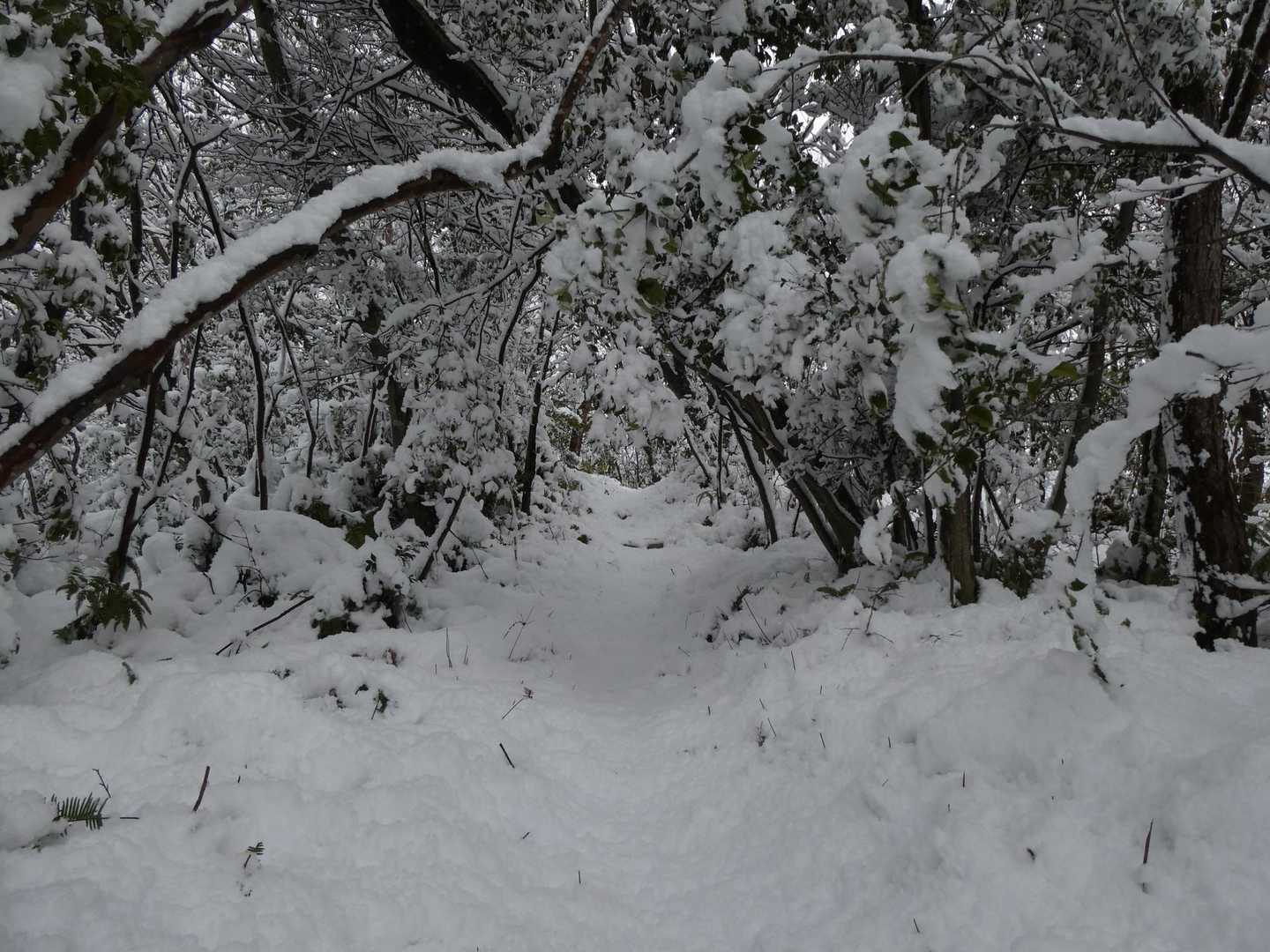 雪の重みで登山道が塞がれて、通る度に横から上からバラバラと雪が落ちてきてビショビショになります💦