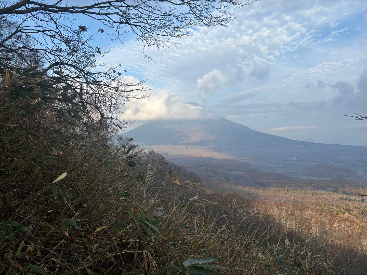 羊蹄はどてっ腹しか見えず