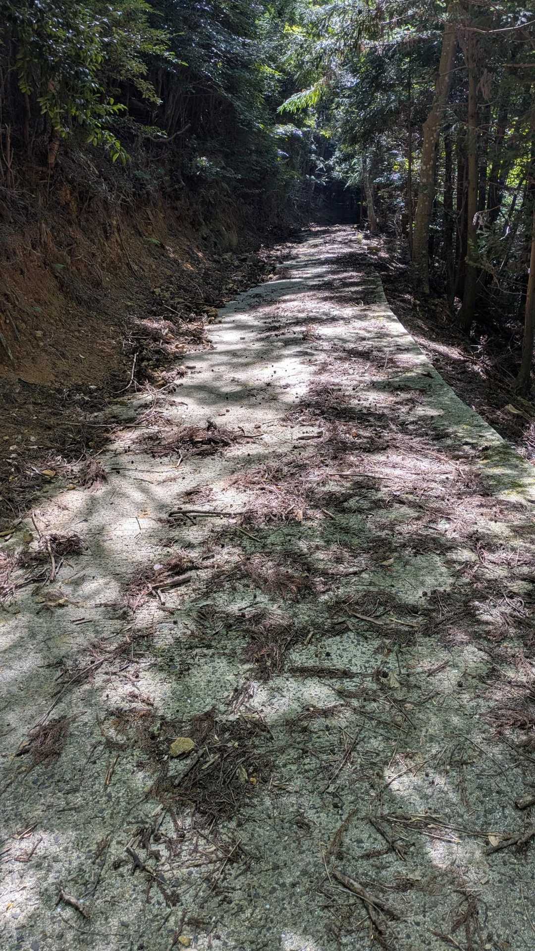 コンクリートの舗装道路を歩きます