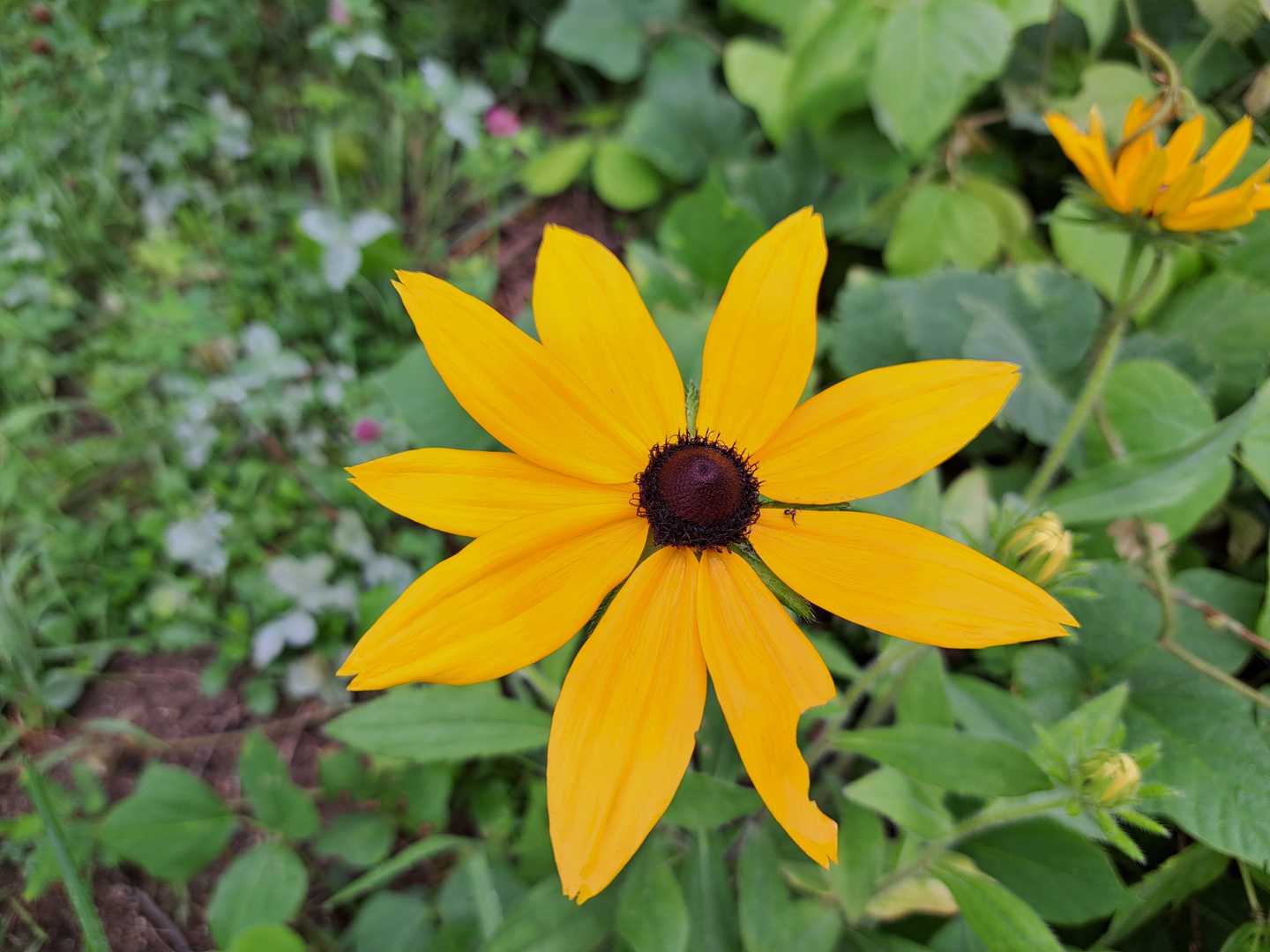 🌻