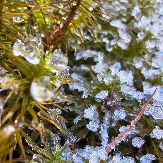 氷の結晶見えますか❄️