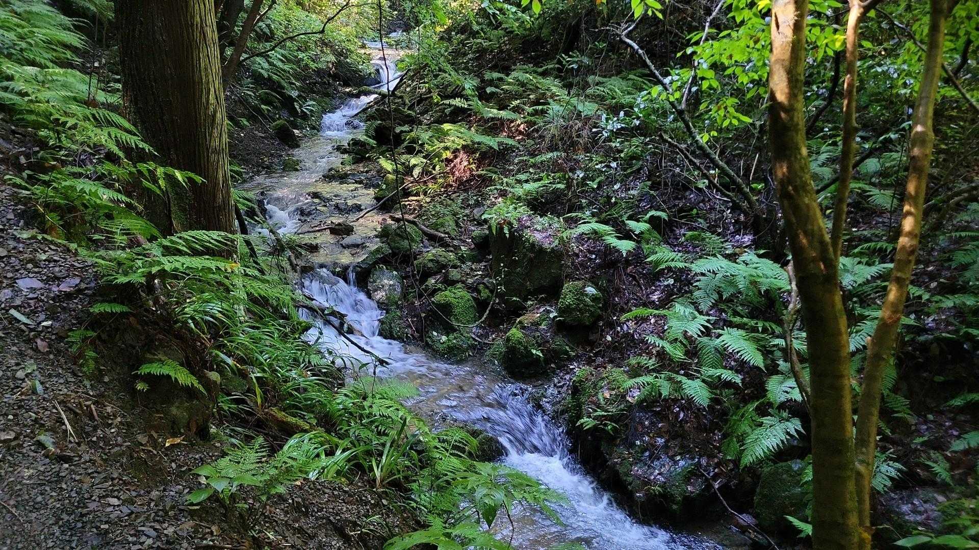 さすがに今日は水量が多いです。