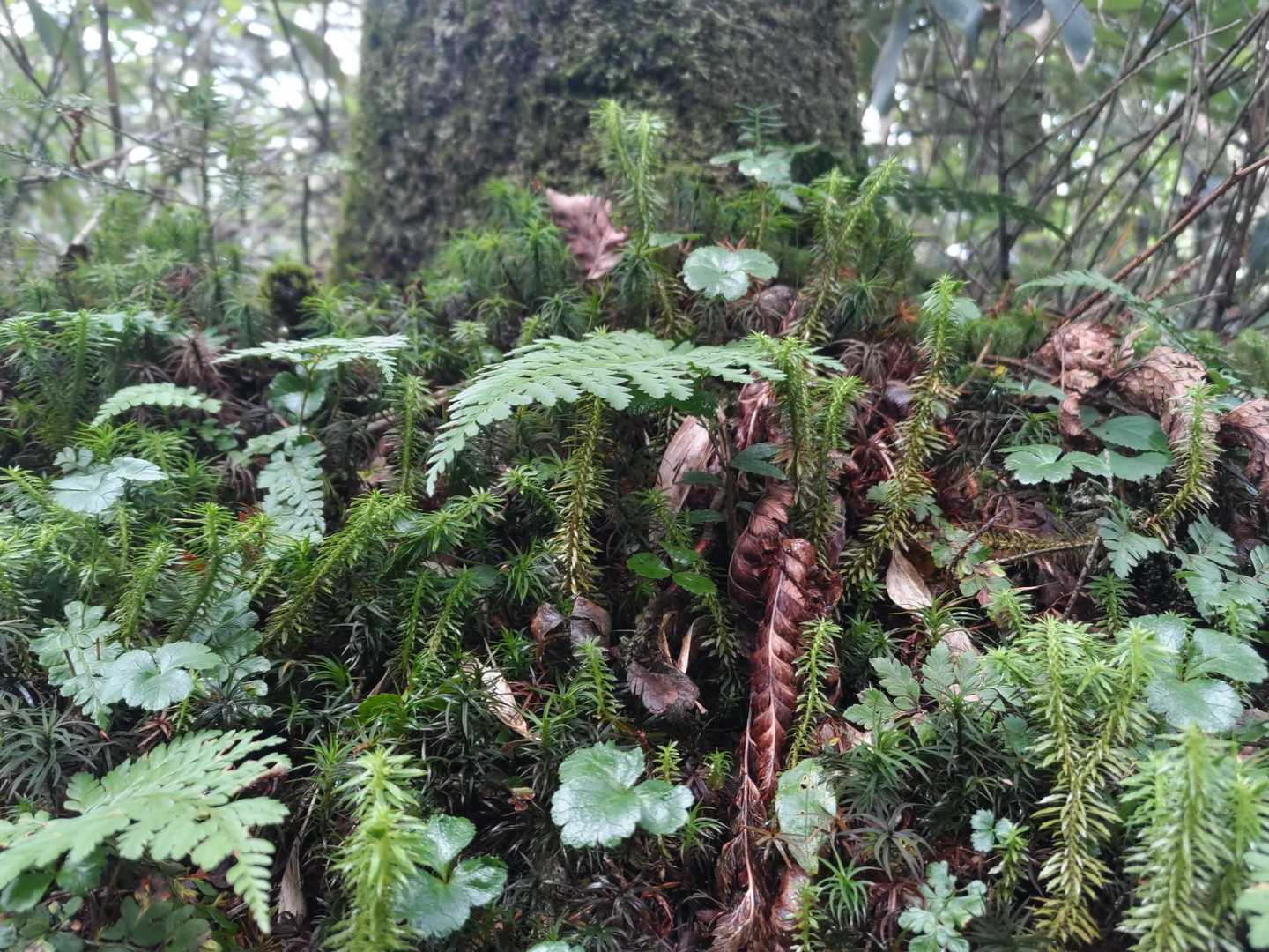 樹林帯の苔は生き生きしていた