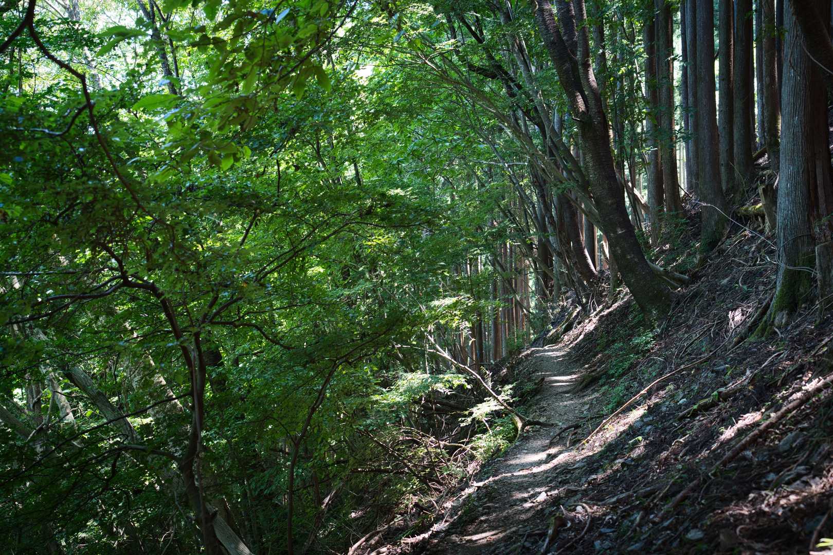 いや～。ここを使ったのは2回目ですが、やっぱりつまらなくて眠くなる。
特にここ6、700m地点のトラバース調のフラットな道。
途中気持ち良い風が吹いていたので、暑くもなく。それがまた眠気を誘うのです😆