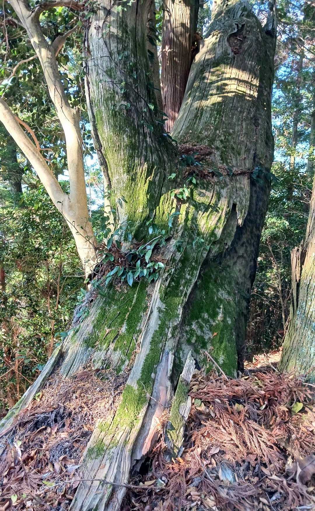 丹生神社の裏に回ってYAMAPと照らし合わせながらピークを探しました⛰️
山頂は515mですが標識が見当たりません🔎
この辺かなぁ🤔