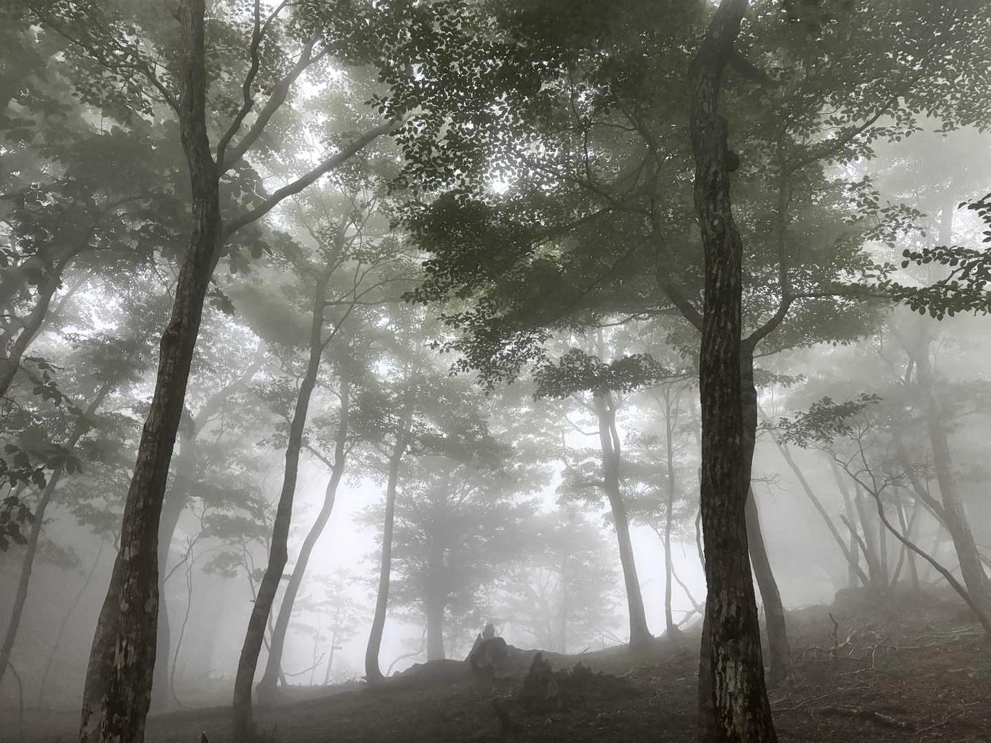 突然 真っ白に😶‍🌫️
遠くから雷も鳴り出したので向坂は行かずに下山⤵️