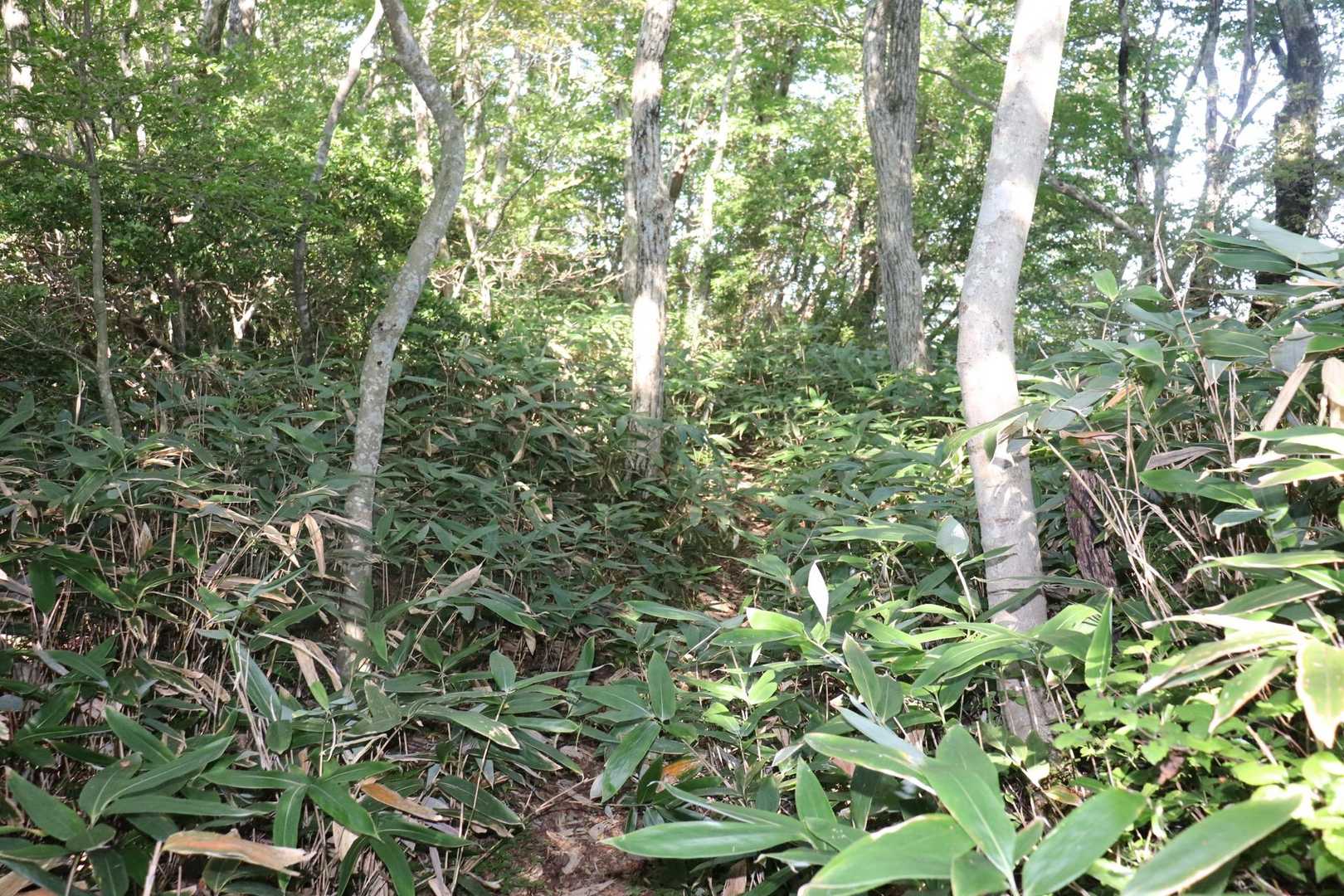 少し険しい道を進みます🚶