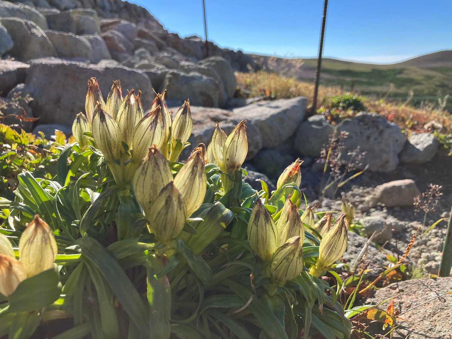 Site image of the bookmark