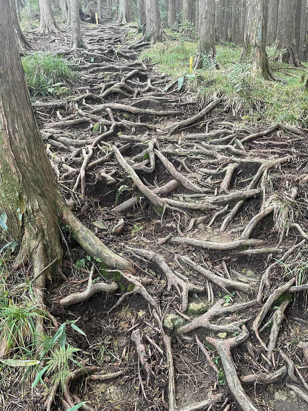 木の根がヤバい💦