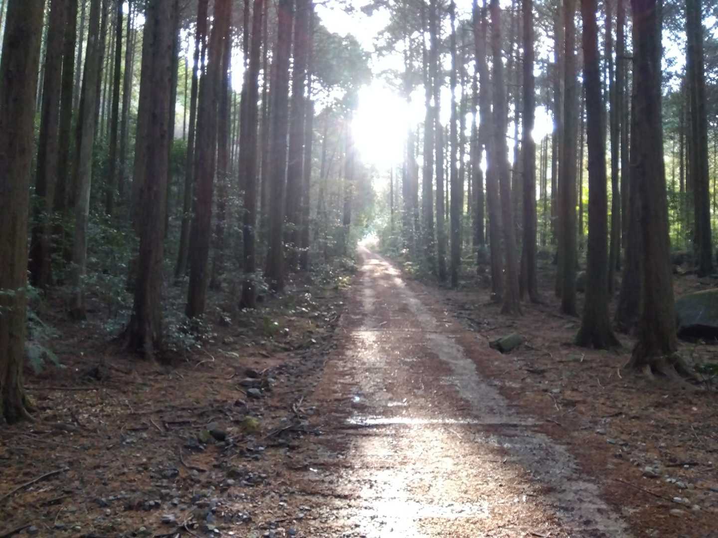 光の道っぽい✨