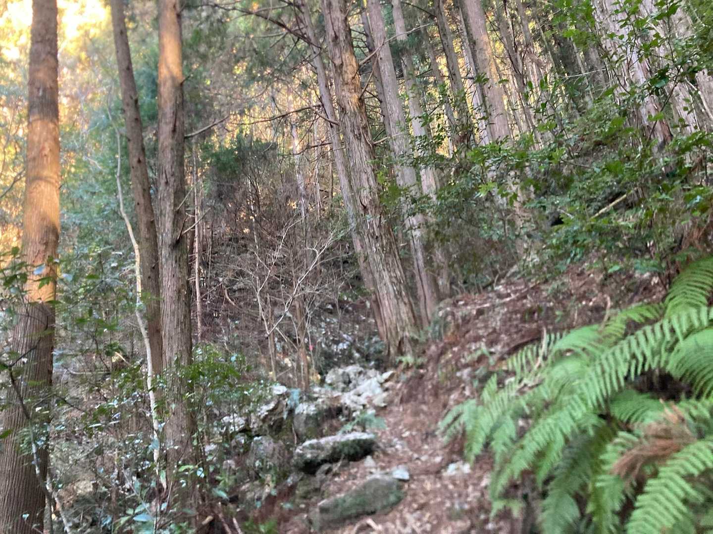 また急登