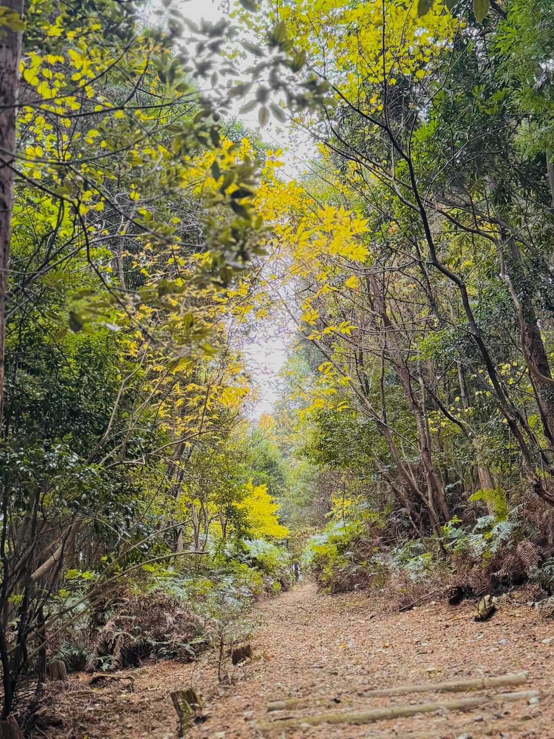 黄色に心安らぐ🍁黄色のトンネル
