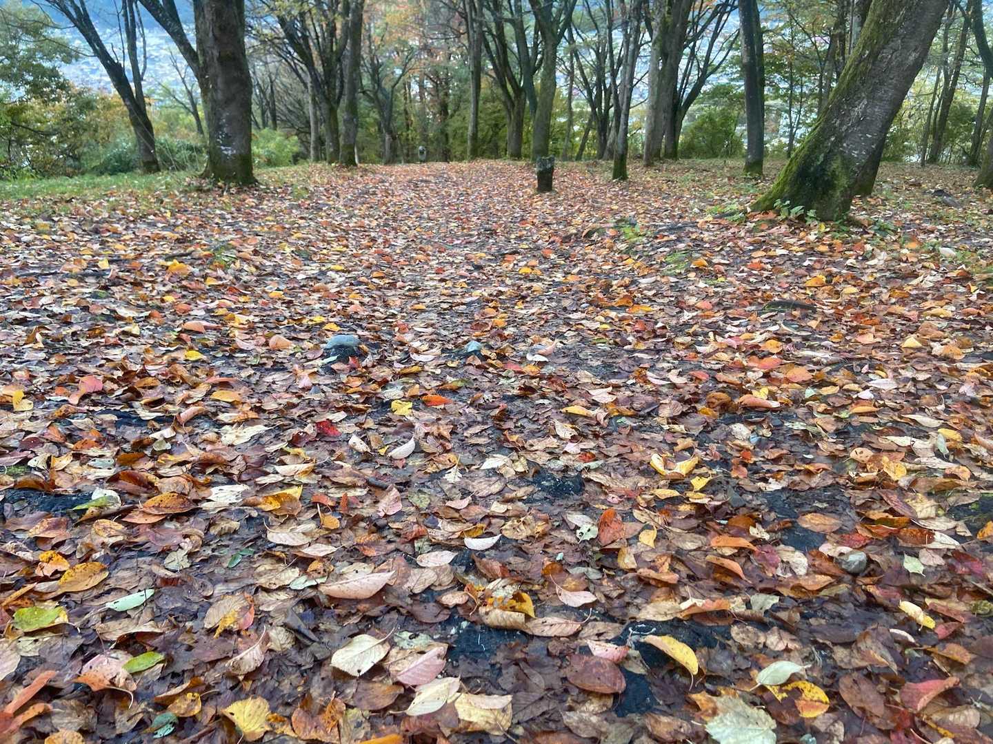 下りの落ち葉絨毯🍂