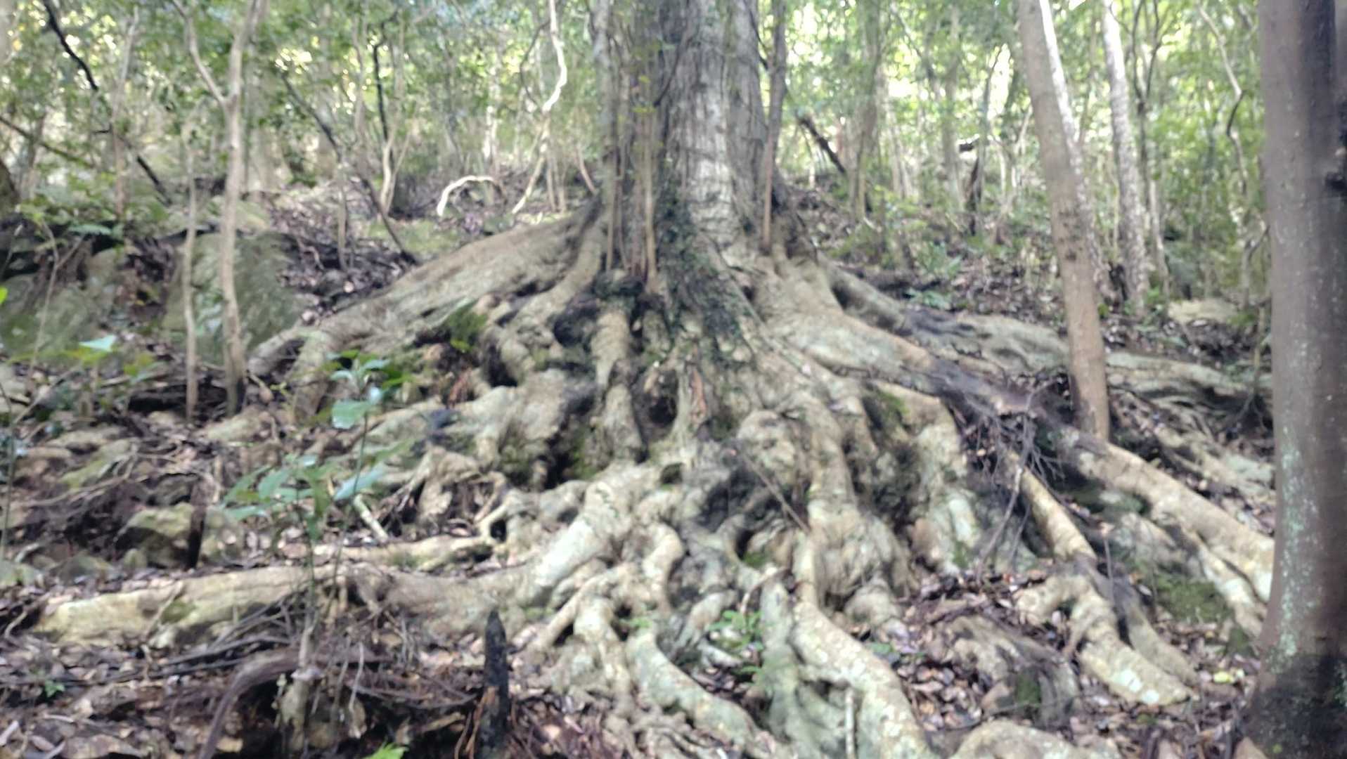 上野登山口-上野越・福智山分岐-福智山 往復コースの写真