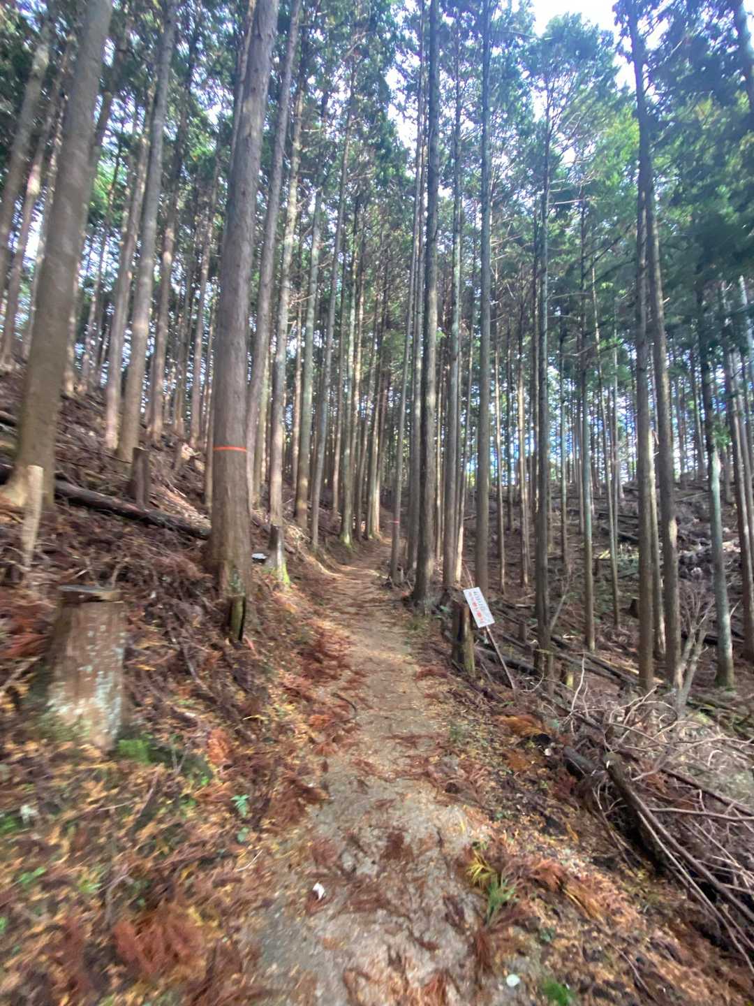 嫁さんを談山に残して御破裂山へ猛ダッシュ💨💨💨