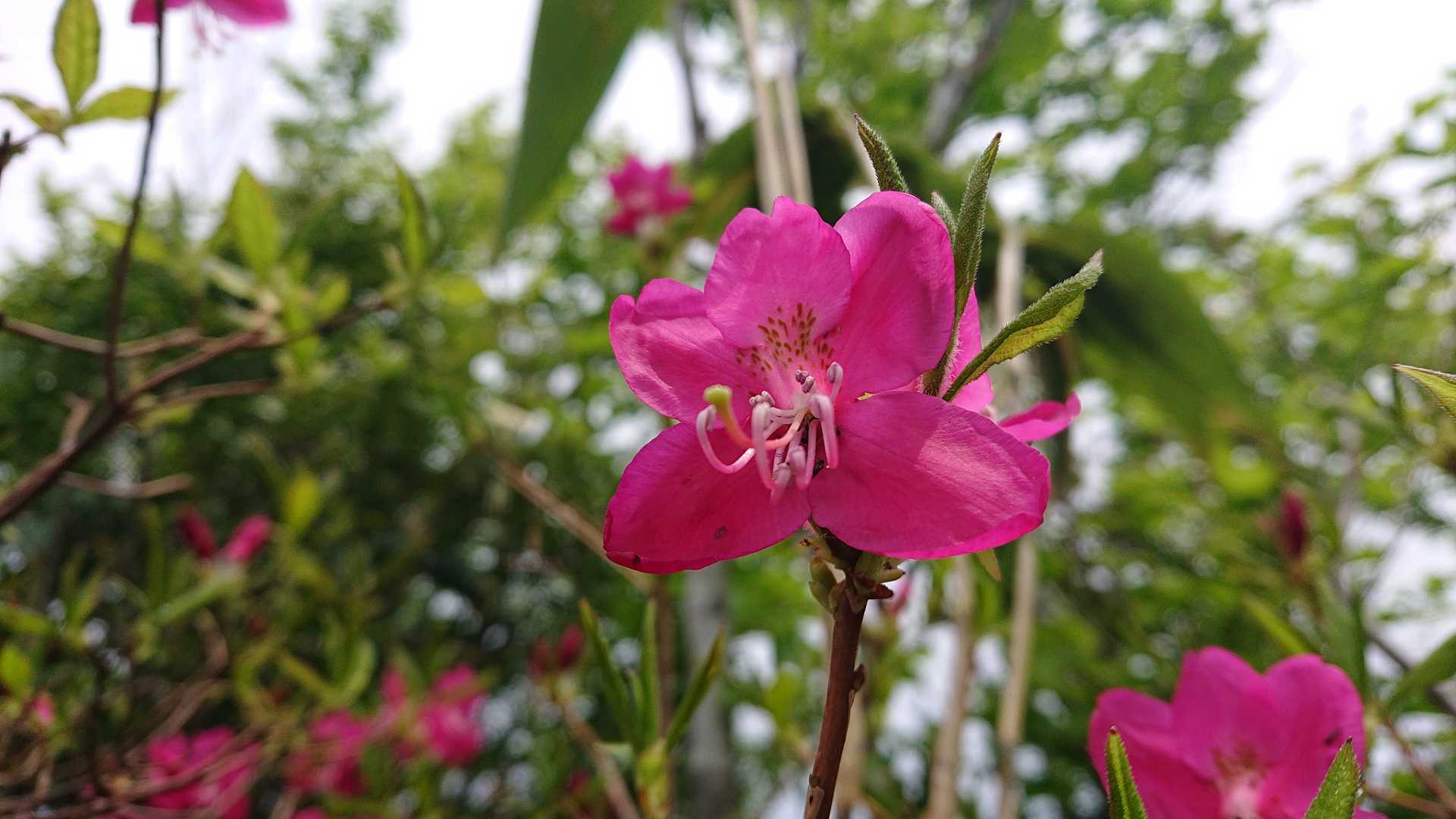 🏵️を眺めつつ
