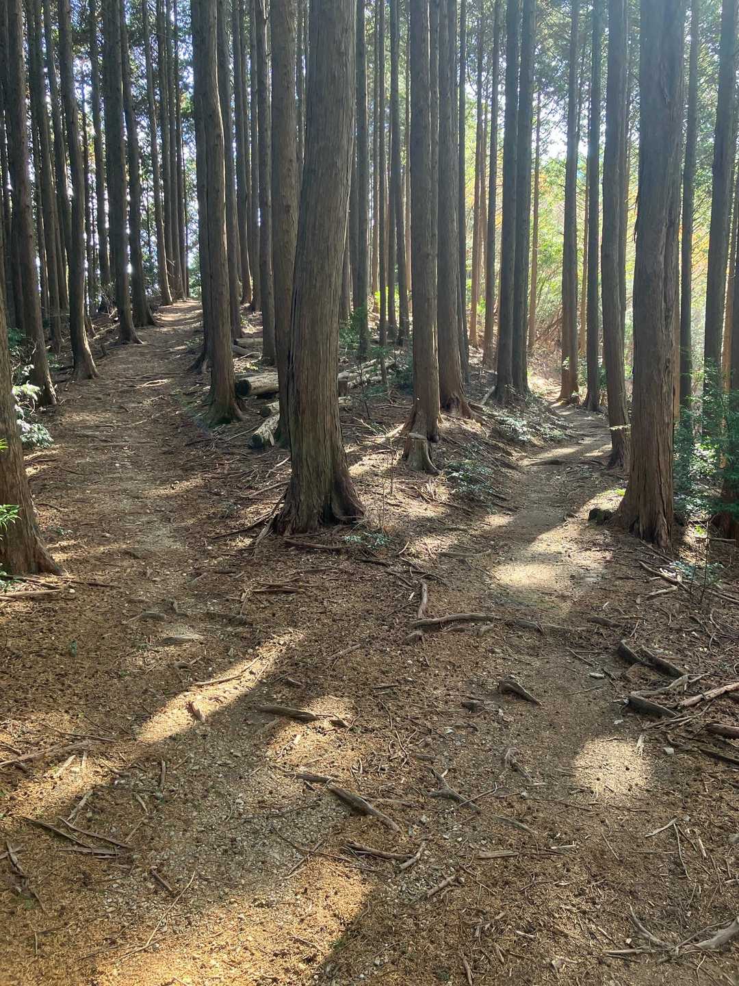 如意輪寺-中津峰山 往復コースの写真