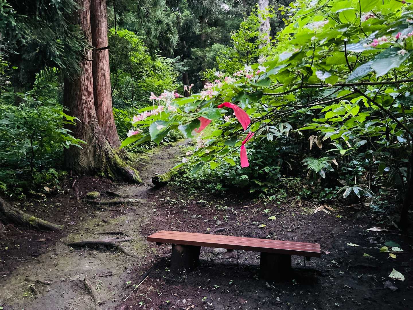 ベンチの多い山
親切だなぁ