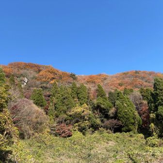 登山口から振り返ると紅葉と青空の
コントラストが鮮やか✨