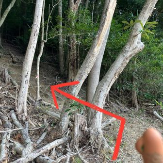 突き当たりを左上へ。
ピンクリボンを探しつつ、急斜面を真っ直ぐ登ります。