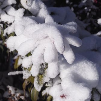 アセビに雪
可愛い形