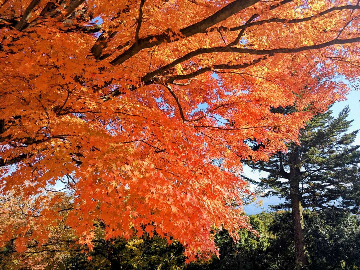 🍁