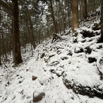 八ヶ岳らしい森
