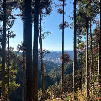 頂上からは木々の間に少しだけ丹沢山系