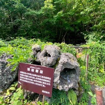溶岩樹型