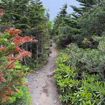 南峰への移動はほぼ平行
とても良い道