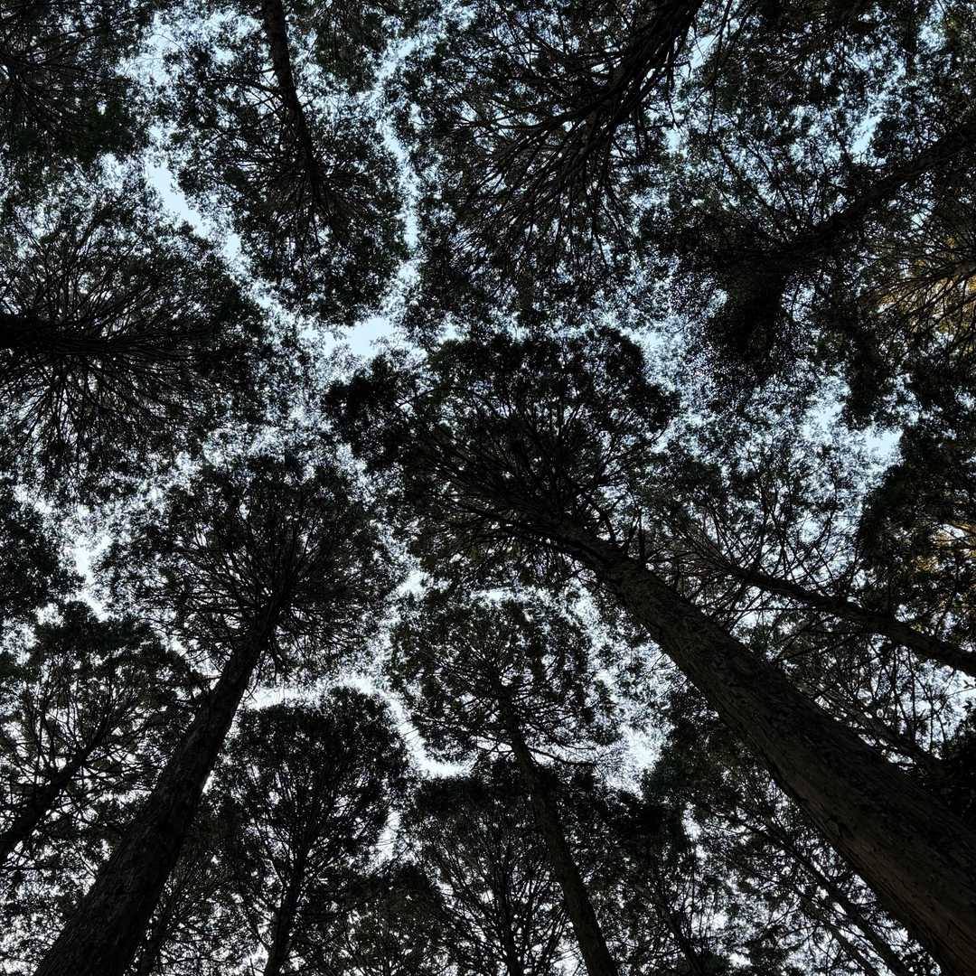 宮路山-赤坂山-五井山 往復コースの写真