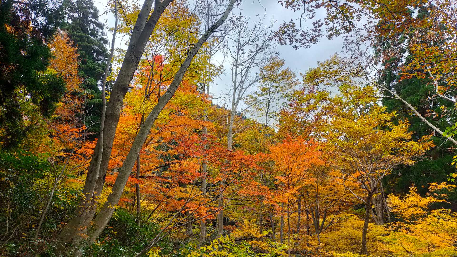 紅葉も