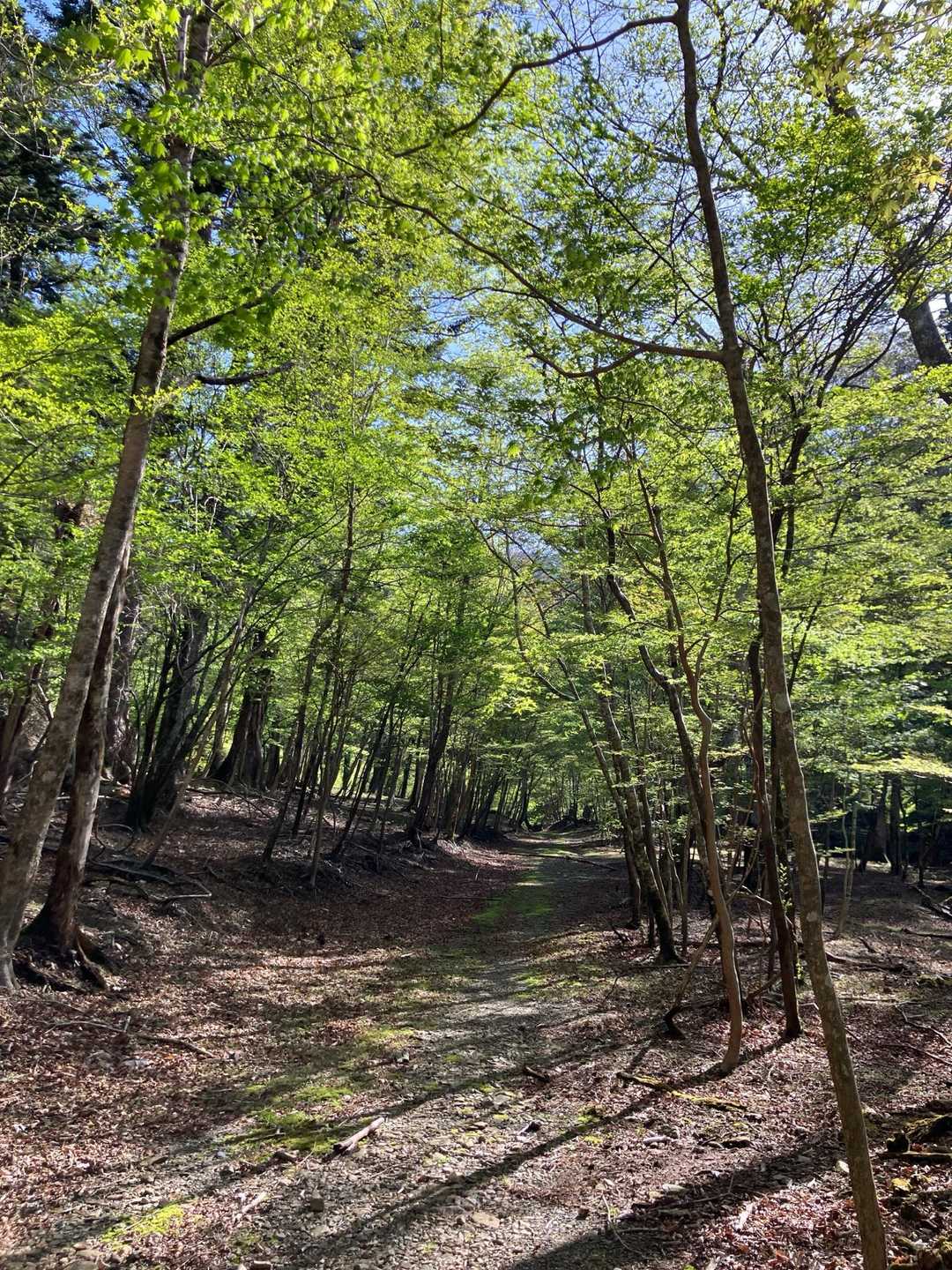 鹿納谷登山口-鹿納山-鹿納の野 周回コースの写真