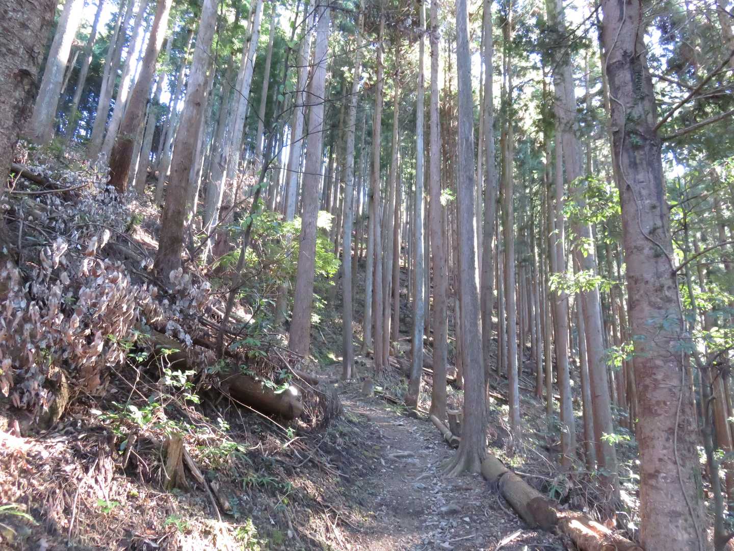 尾根までずっと九十九で登ります。地味だけど今日は風避けになってラッキー