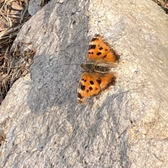 越冬後のヒオドシチョウ