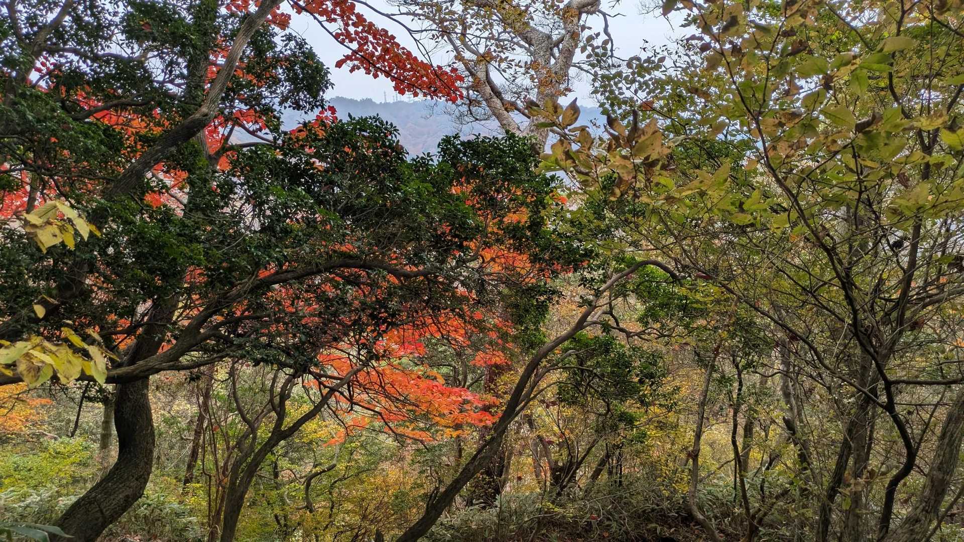 六甲越-六甲山 往復コースの写真