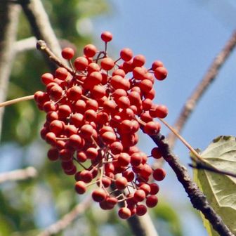 イイギリ（飯桐)
        ヤナギ科イイギリ属

　昔はこの葉で飯を包むのに使われ、また、葉がキリに似ていることから「飯桐」となったそうです。
