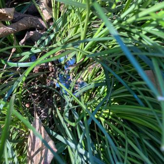 ジャノヒゲ（リュウノヒゲ）の実。
ムササビが食べるようです。