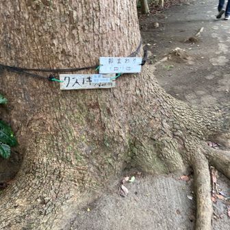 ク　ス　ノ　キ