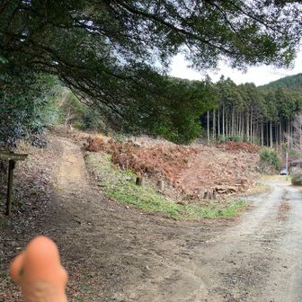 真名子登山口、すっかり豹変。
右側の杉林が無くなってる！