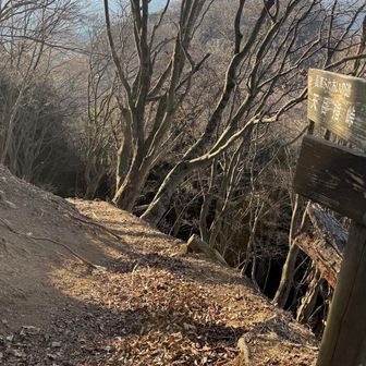 伊豆ヶ岳から古御岳方面のすぐの下山道が滑りそうで怖かった…
