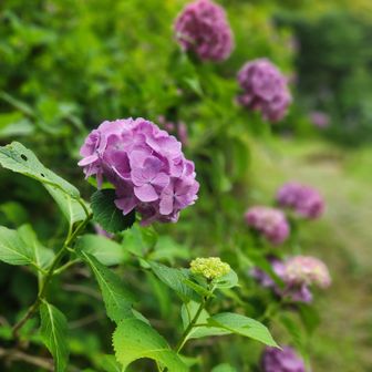 つばき園の紫陽花祭