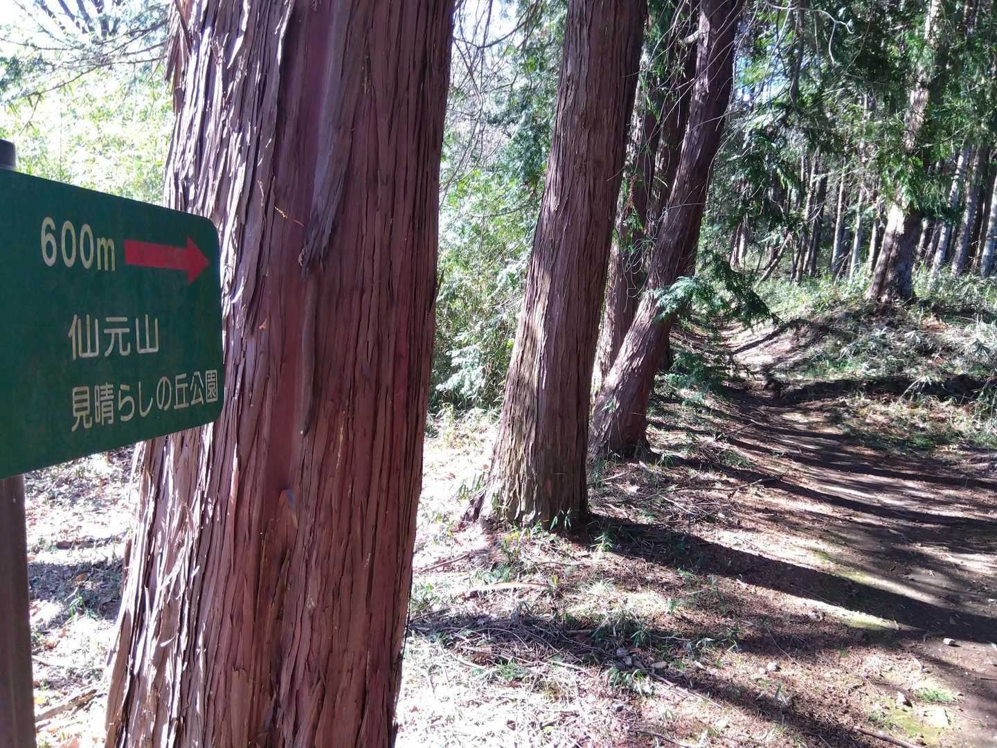 仙元山遊歩道入口-仙元山-城山-大日山-物見山-仙元山遊歩 周回コースの写真