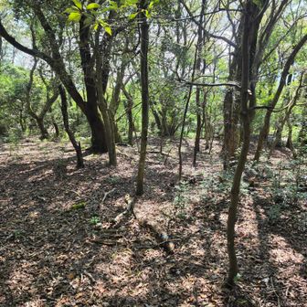 それらしく見えませんが、冷川峠への分岐です。