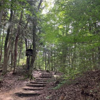 登山口から登って行きます。