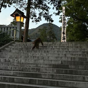 日暮れとともにすごい数のお猿さんが🐒🐒🐒出てくる出てくる🤣　みんなどこに隠れてたんやってくらい、すごい数‼️ 🫢